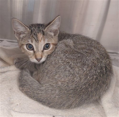 A659651 - Domestic Short Hair available for adoption