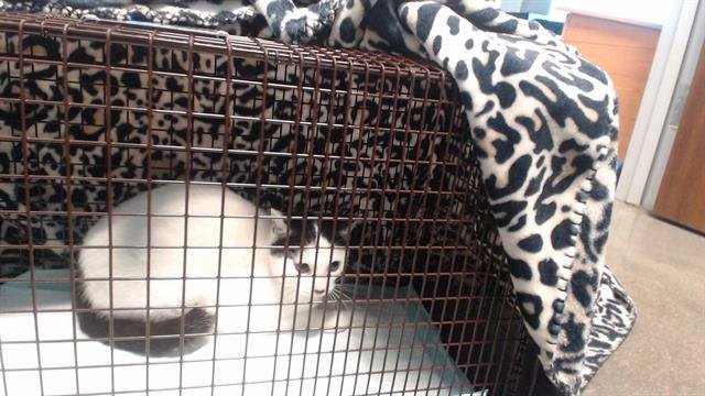 A650544 - Domestic Short Hair available for adoption