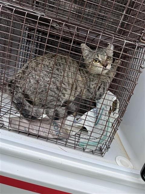 A661944 - Domestic Short Hair available for adoption
