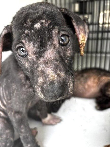 A660063 - Labrador Retriever available for adoption