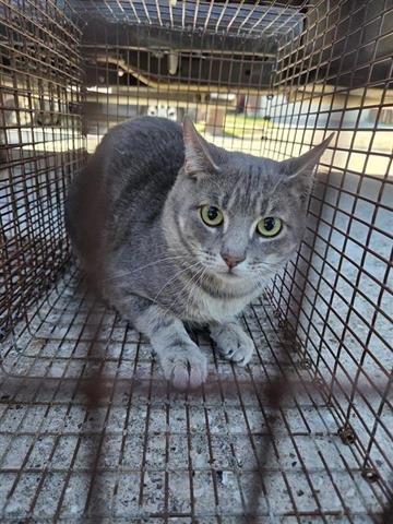 13 - Domestic Short Hair available for adoption