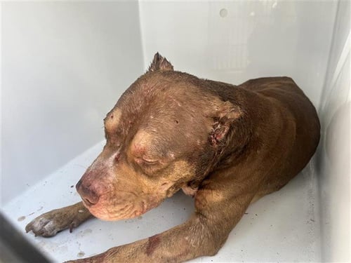 REX - Pit Bull Terrier available for adoption