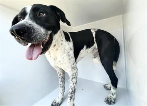 GROVER - Pit Bull Terrier available for adoption