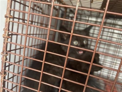 A656775 - Domestic Short Hair available for adoption