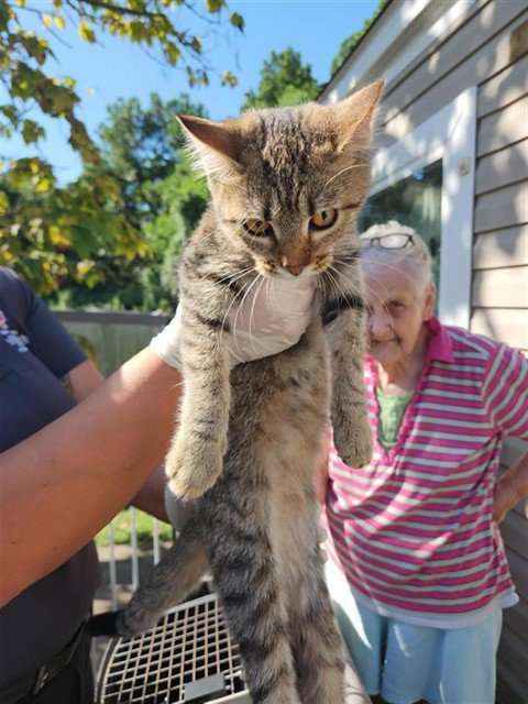 CHERRY - Domestic Short Hair available for adoption