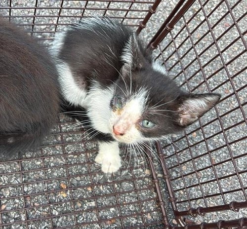 A658047 - Domestic Short Hair available for adoption