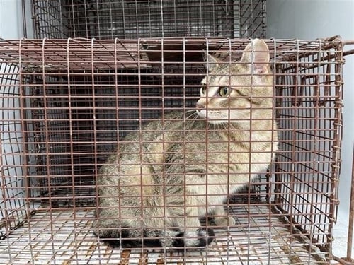 A654759 - Domestic Short Hair available for adoption