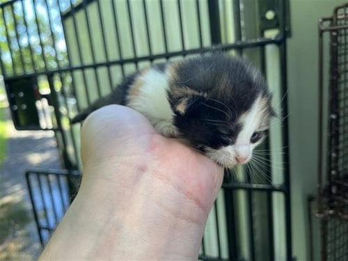 A657255 - Domestic Short Hair available for adoption