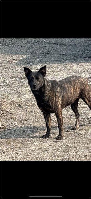 A658227 - Dutch Shepherd available for adoption
