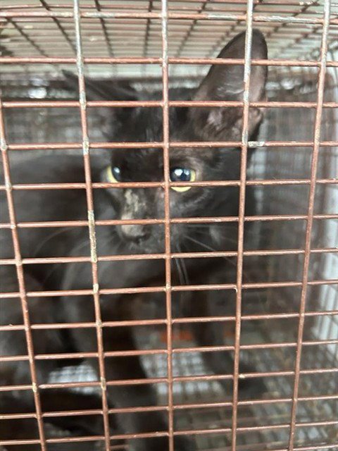 A658327 - Domestic Short Hair available for adoption