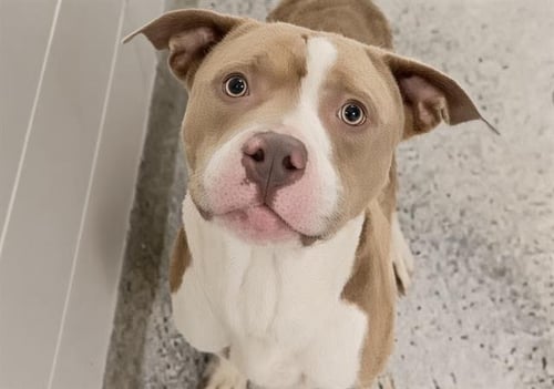 BUBBA - Pit Bull Terrier available for adoption