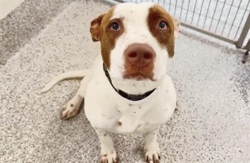 SHEPHERD - Staffordshire Bull Terrier available for adoption