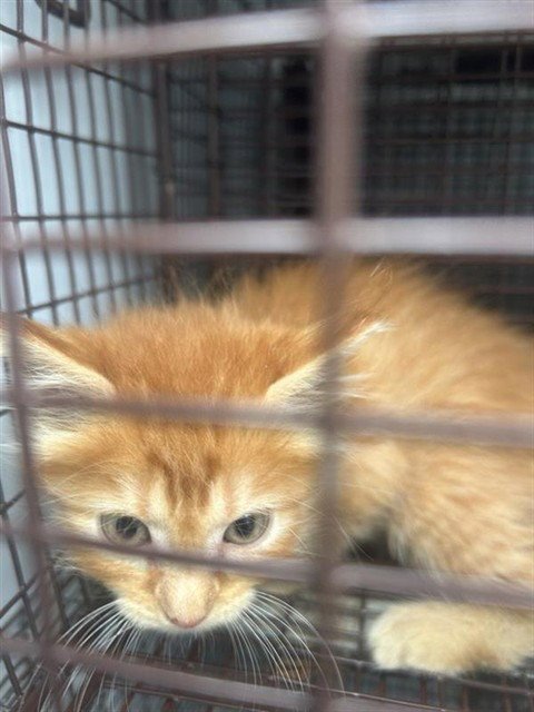 A662979 - Domestic Short Hair available for adoption