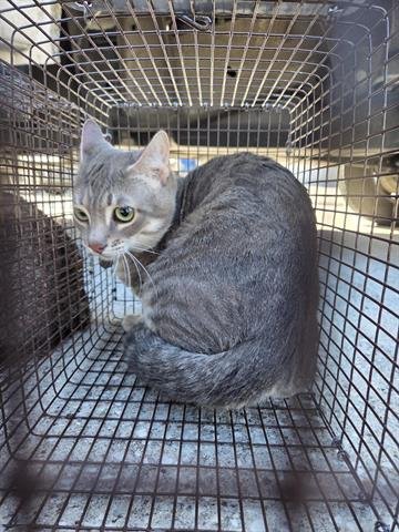 11 - Domestic Short Hair available for adoption