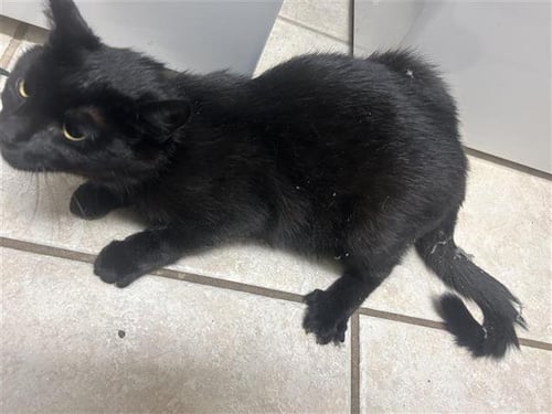 SAMARA - Domestic Short Hair available for adoption
