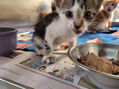 A657541 - Domestic Short Hair available for adoption