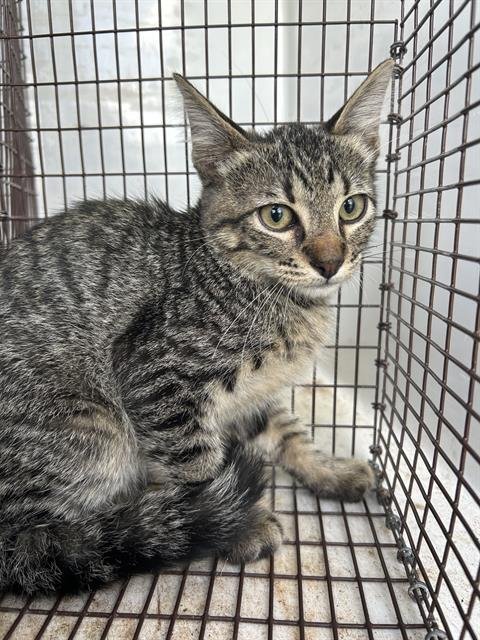 A658604 - Domestic Short Hair available for adoption