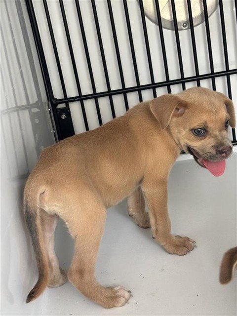 A658062 - Black Mouth Cur available for adoption