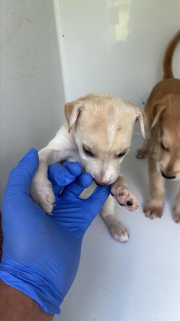 A661729 - Labrador Retriever available for adoption