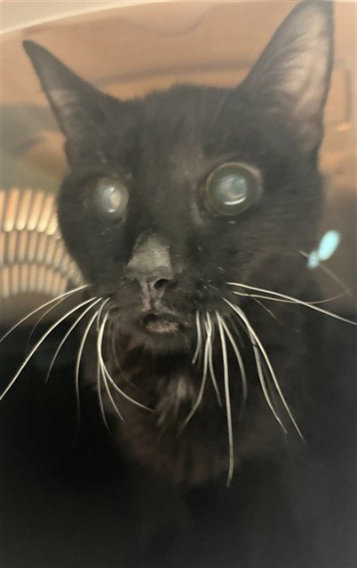 JETTA - Domestic Medium Hair available for adoption