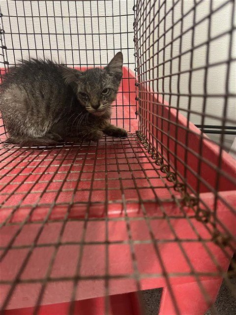 A660229 - Domestic Short Hair available for adoption