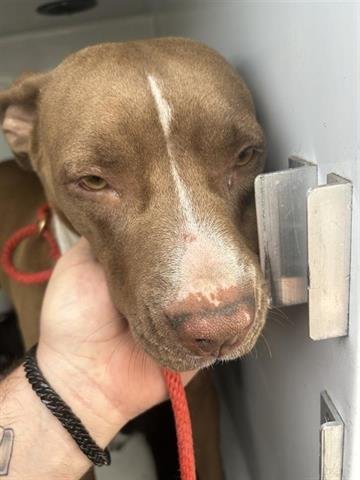 HOPE - Pit Bull Terrier available for adoption
