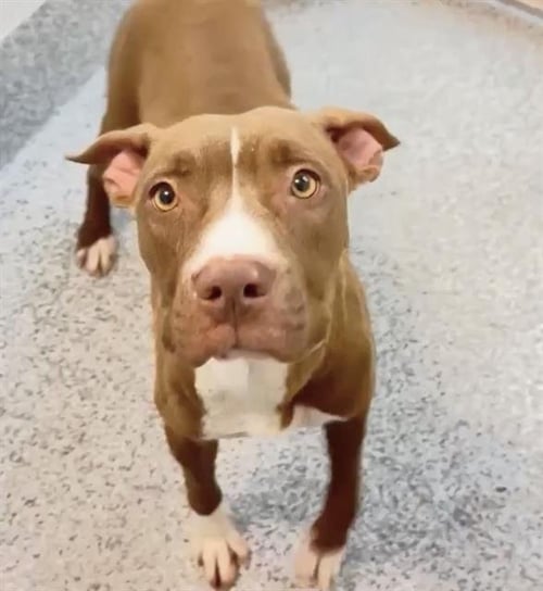 HOPE - Pit Bull Terrier available for adoption