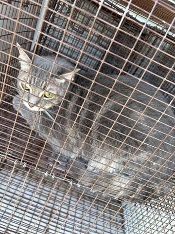 A649228 - Domestic Short Hair available for adoption