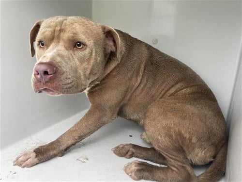 TYSON - Pit Bull Terrier available for adoption