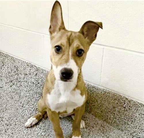 MARLEY - Basenji available for adoption