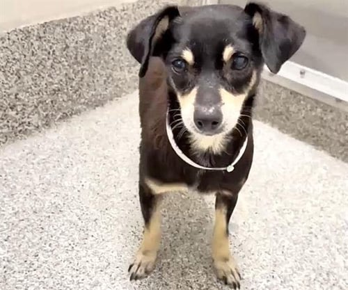 KERMIT - Chihuahua available for adoption