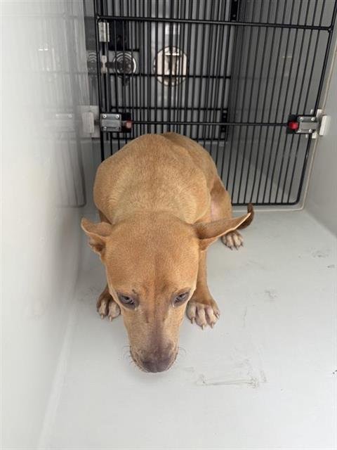 A658001 - Carolina Dog available for adoption