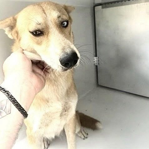 A662890 - Labrador Retriever available for adoption