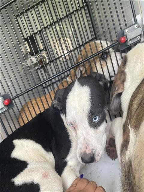 A658206 - Catahoula Leopard Dog / Pit Bull Terrier available for adoption