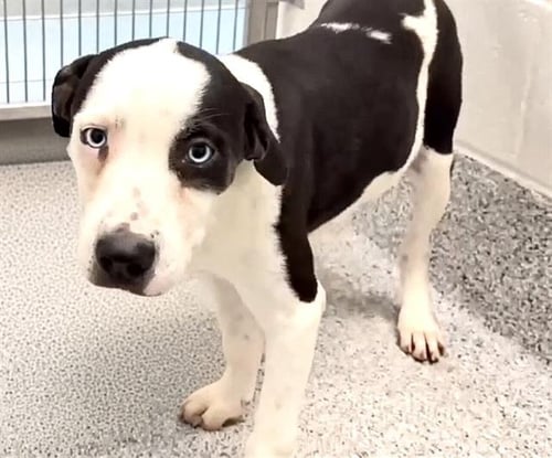 LAYLA - Catahoula Leopard Dog / Pit Bull Terrier available for adoption