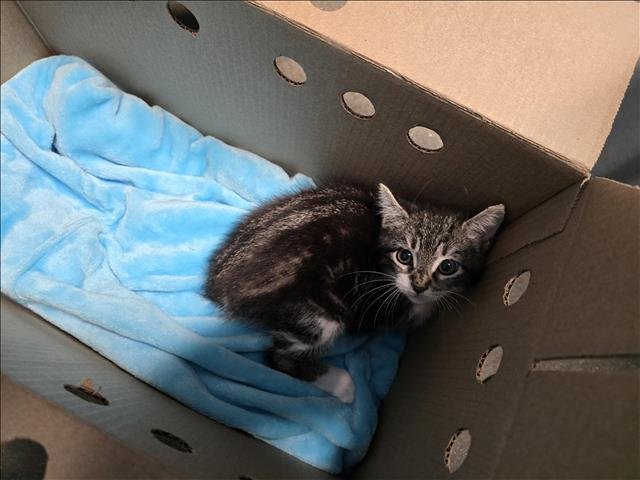 A650071 - Domestic Medium Hair available for adoption