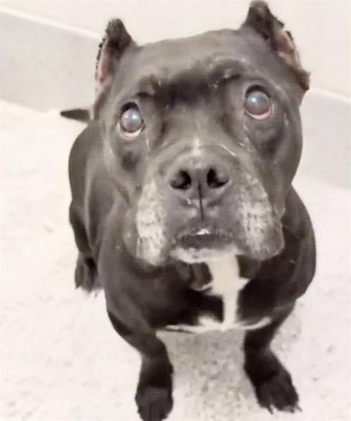 THELMA - American Bulldog available for adoption
