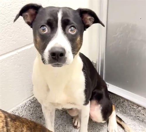 CIARA - Border Collie / Rat Terrier available for adoption