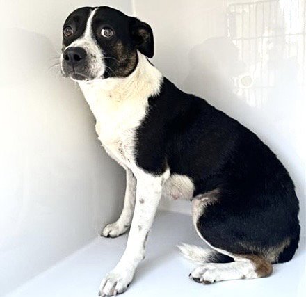 A660776 - Boston Terrier available for adoption