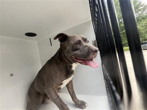 CREED - Pit Bull Terrier available for adoption