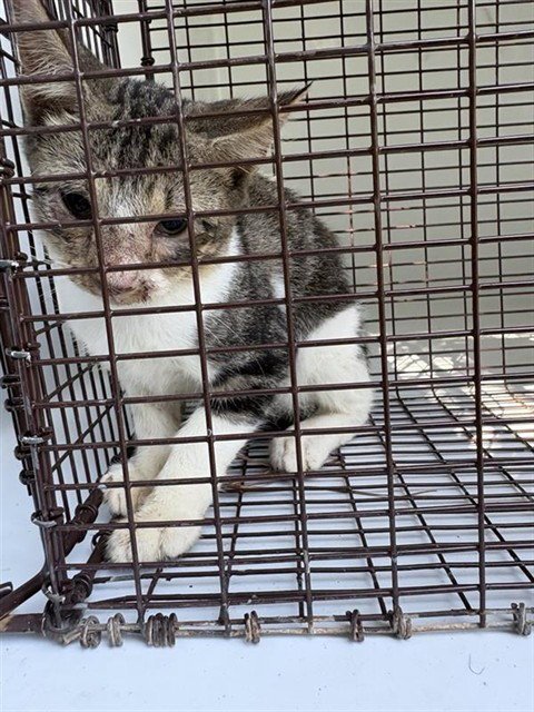 A660797 - Domestic Short Hair available for adoption