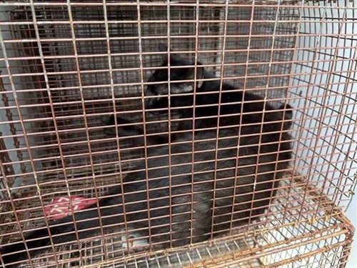 A656532 - Domestic Short Hair available for adoption