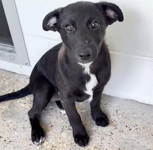 TOOTSIE ROLL - Labrador Retriever available for adoption