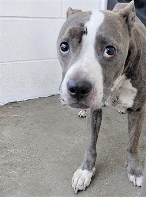 A660548 - Pit Bull Terrier available for adoption