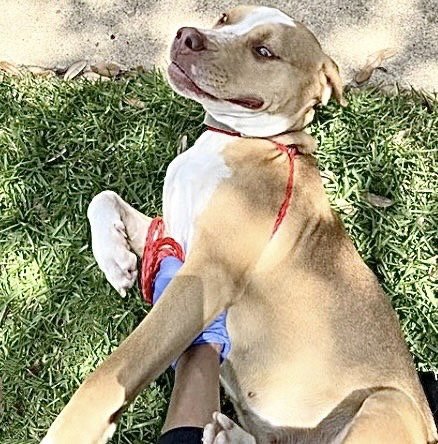 A658601 - Pit Bull Terrier available for adoption