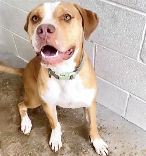 ASHLEY - Pit Bull Terrier available for adoption