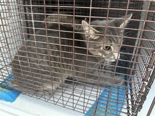 A661123 - Domestic Short Hair available for adoption