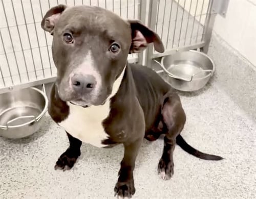 TERRY - Pit Bull Terrier available for adoption