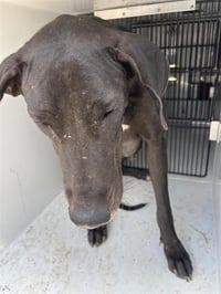 RHEA - Photo 1
