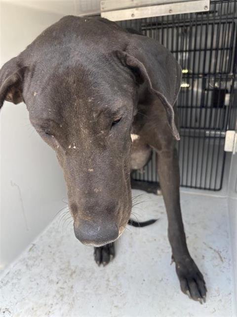 RHEA - Great Dane available for adoption